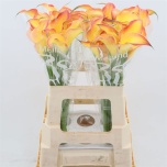 Zantedeschia Kalla Morning Sun 60cm