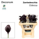 Zantedeschia Kalla Odessa 50cm