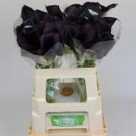 Zantedeschia Kalla Odessa 55cm