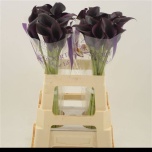 Zantedeschia Kalla Odessa 60cm