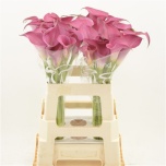 Zantedeschia Kalla 60cm Pink Jewel