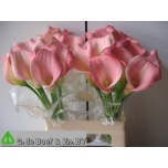 Zantedeschia Kalla Samur 60cm