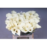 Zantedeschia Kalla Snowstar 60cm