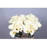 Zantedeschia Kalla Snowstar 65cm