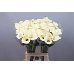 Zantedeschia Kalla Snowstar 70cm