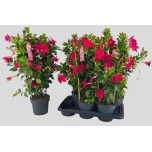 Mandevilla Sund Red 17cm