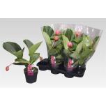 Medinilla Korallpõõsas 14cm Lambada