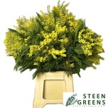Acacia Mimoos 60cm (pk)