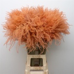 Dried Miscanthus Salmon 5pc/bunch 70cm