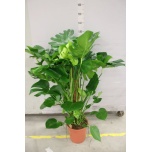 Monstera 27cm