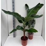 Musa Banaanipuu 27cm