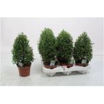 Myrtus Harilik Mürt 12cm