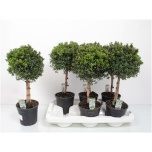 Myrtus communis Mürt 15cm