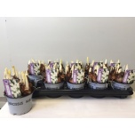 Narcissus Nartsiss Bridal Crown 12cm