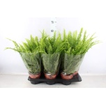 Nephrolepis Sõnajalg Green Lady 14cm