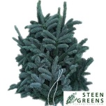 Abies Nobilis Nulg NOBILIS WITBAND 5KG pakk