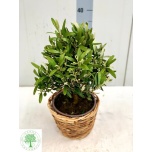 Olea europaea Oliivipuu 21cm