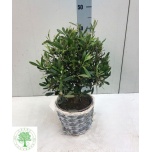 Olea europaea Oliivipuu 21cm