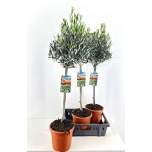 Olea europaea Oliivipuu 21cm