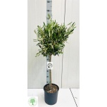 Olea Oliivipuu 22cm h110