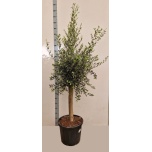 Olea europaea Oliivipuu 46cm h190