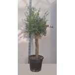Olea europaea Oliivipuu 46cm h190