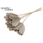 Dried Palm Spear Heart Frosted White 5pc/bunch 50cm (pk)