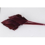 Dried Palm Spear Bordeaux 55cm 5tk (pk)