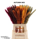 Dried Cortaderia Silvy paint Autumn mix 10pc/bunch 70cm (pk)