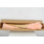 Dried Cortaderia Silvy paint Light Pink 10pc/bunch 85cm (pk)