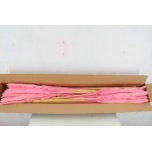 Dried Cortaderia Silvy paint Pink 10pc/bunch 85cm (pk)