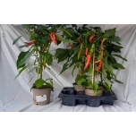 Pepper Plant 14cm