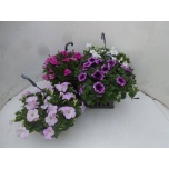Petunia Petuunia mix 21cm