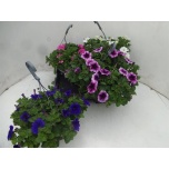 Petunia Petuunia mix 21cm