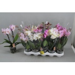 Phalaenopsis Kuuking mix 12cm h40