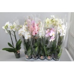 Phalaenopsis Kuuking mix 12cm h70