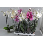 Phalaenopsis Kuuking mix 12cm h70