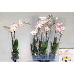 Phalaenopsis Kuuking 12cm