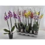Phalaenopsis Kuuking 12cm h60 2õv