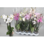 Phalaenopsis Kuuking 12cm h55 2õv