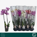 Phalaenopsis Kuuking mix 12cm h50 2õv