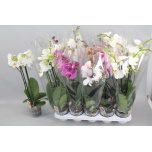 Phalaenopsis Kuuking mix 12cm h60 2õv