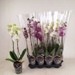 Phalaenopsis Kuuking mix 12cm h50