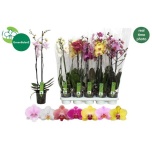 Phalaenopsis Kuuking mix 12cm 2õv