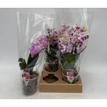 Phalaenopsis Kuuking mix 12cm
