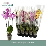 Phalaenopsis Kuuking mix 12cm h75 3õv