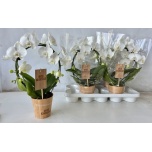 Phalaenopsis Kuuking valge kaarel 12cm