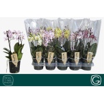 Phalaenopsis Kuuking mult mix 4 colours 12cm h50 2õv