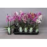 Phalaenopsis Kuuking mult mix 4 colours 12cm h45