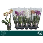 Phalaenopsis Kuuking mult mix 4 colours 12cm h38 2õv